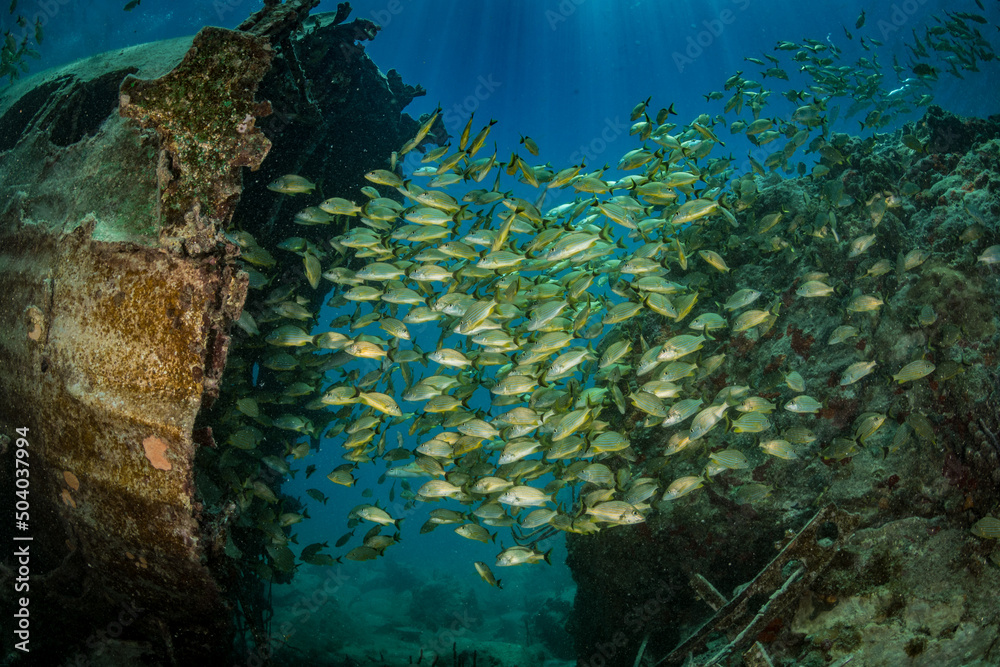 Blue-Stripped Grunt (Haemulon sciurus) on a sunken Dakota aircraft off the Dutch Caribbean island of Sint Maarten