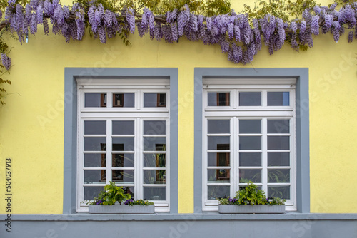 Fenster umrankt mit Blauregen (Wisteria) photo