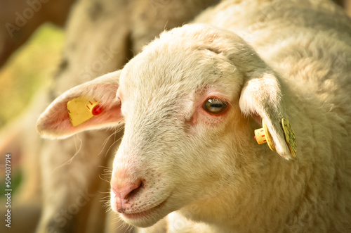 Closeup portrait of a very cute, flurry wooly white lamb i