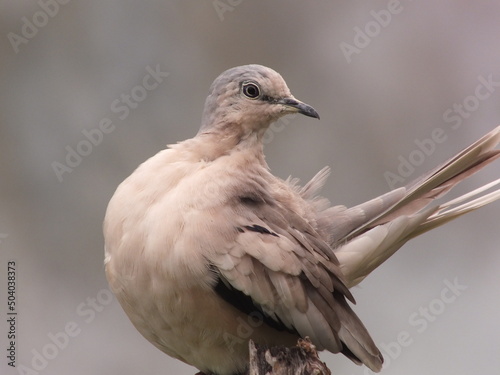 pigeon close up © filipe