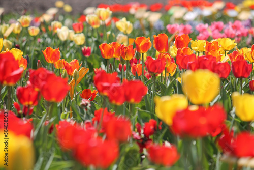 Abundant flowering of red, yellow and orange tulips in spring. Bright field of tulip flowers