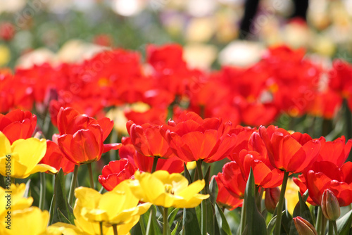 Abundant flowering of red and yellow tulips in spring. Bright field of tulip flowers