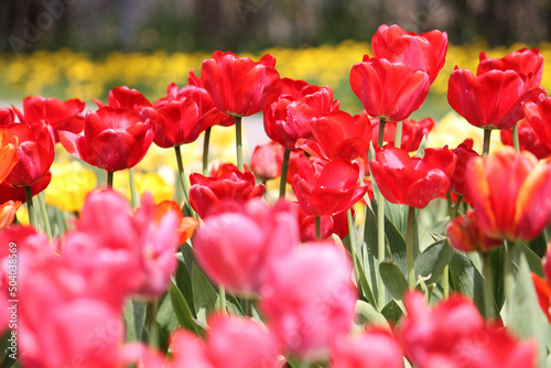Abundant flowering of pink and red tulips in spring. Bright field of tulip flowers