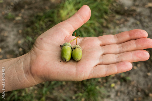 Acorns in the palm of a middle-aged woman. Bright green acorns in mid-summer. Nature