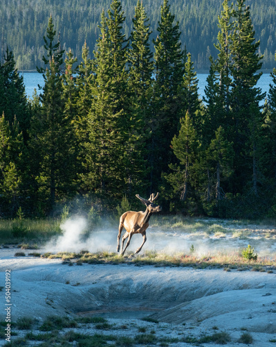 An elk kicks up dust as it runs around hot springs in Yellowston photo