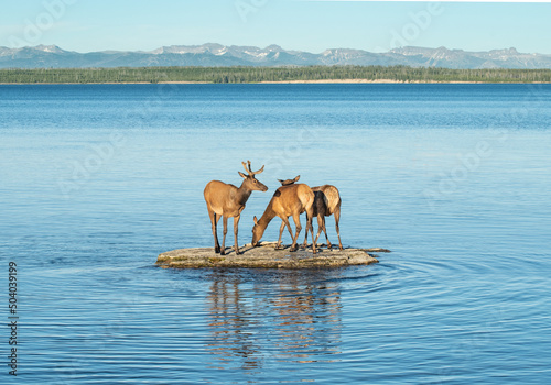 A group of elk standing on a small island in Yellowstone Lake. photo