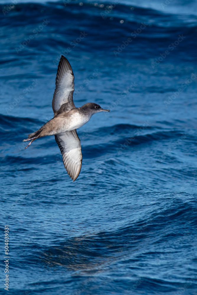 A balearic shearwater (Puffinus mauretanicus) in the Mediterranean sea A balearic shearwater (Puffinus mauretanicus) in the Mediterranean sea
