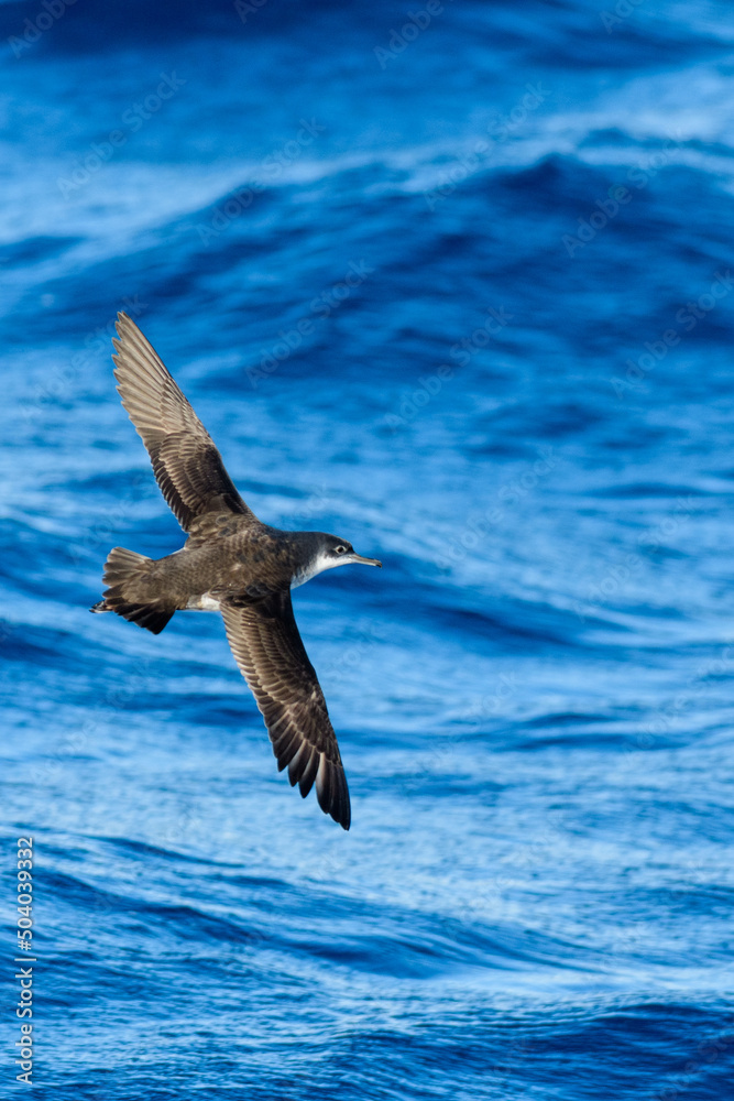 A balearic shearwater (Puffinus mauretanicus) in the Mediterranean sea A balearic shearwater (Puffinus mauretanicus) in the Mediterranean sea