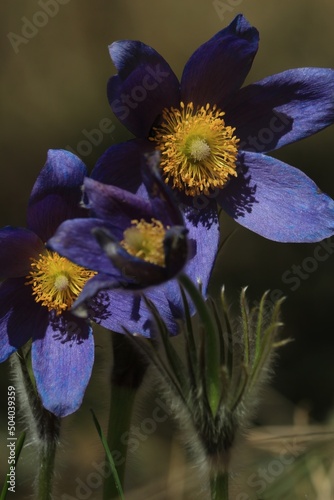 Purple pasqueflowers сlose-up outdoors in sunlight. Pulsatilla patens, eastern pasqueflower, spreading anemone. Fluffy spring flowers with purple petals and a yellow center. Vertical. Purple flowers.