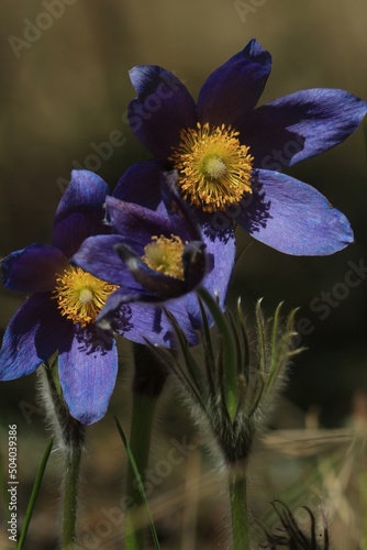 Purple pasqueflowers сlose-up outdoors in sunlight. Pulsatilla patens, eastern pasqueflower, spreading anemone. Fluffy spring flowers with purple petals and a yellow center. Vertical. Purple flowers.