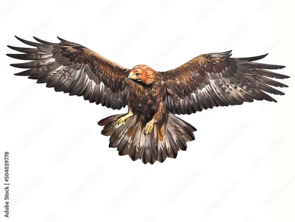 Obraz premium Golden eagle (Aquila chrysaetos)