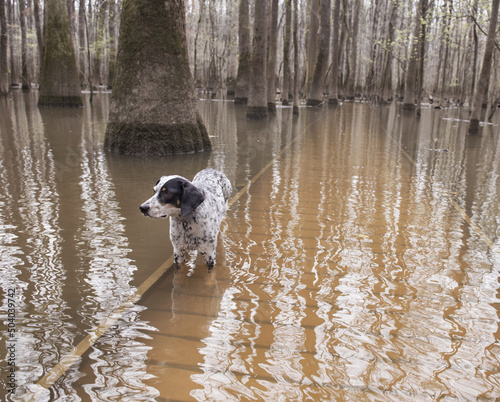 My dog wanders around a flooded boardwalk, braving snakes and ga