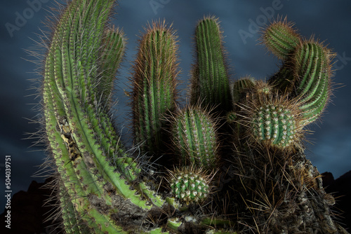 A detail shot of cool cactus in the hot desert of Argentina. photo