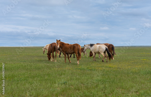 A herd of horses graze on a green meadow against a blue sky