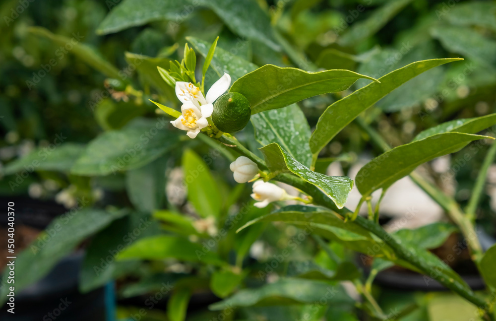 Close-up of Lime Blossoms and Small Lime Fruits Close-up of Lime Blossoms and Small Lime Fruits