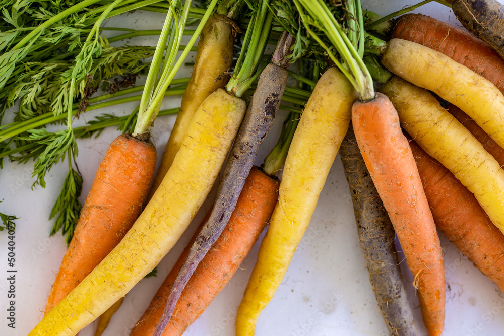 Colorful carrots with green tops on a white background Colorful carrots with green tops on a white background