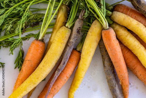 Colorful carrots with green tops on a white background © MaryHerronPhoto