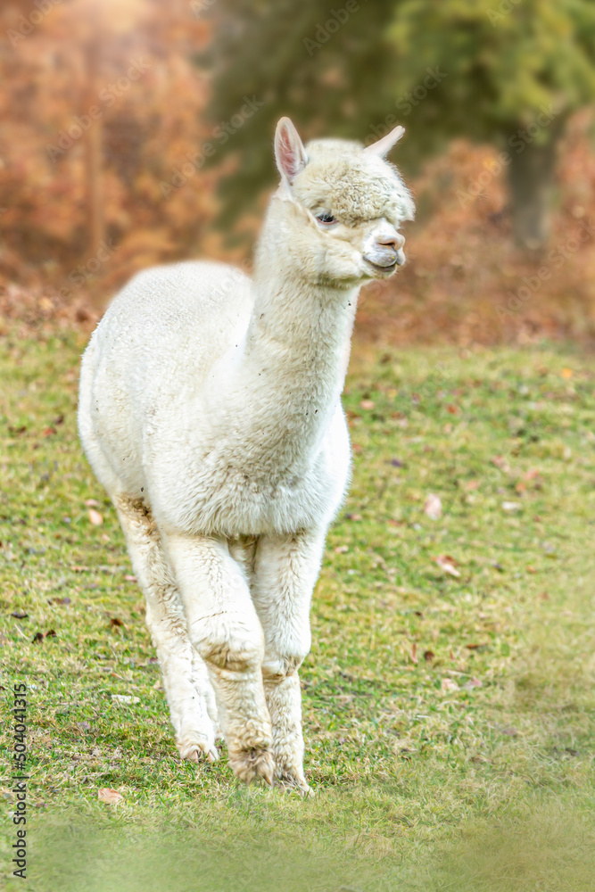 Portrait of a white alpaca in autumn on a pasture outdoors, Vicugna pacos