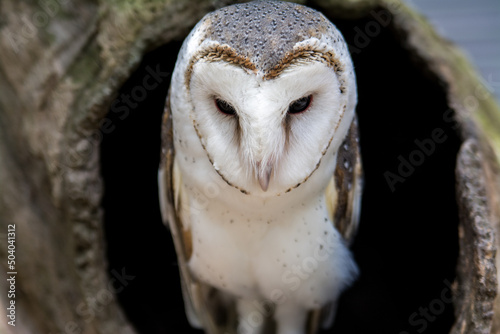 barn owl © CJO Photography