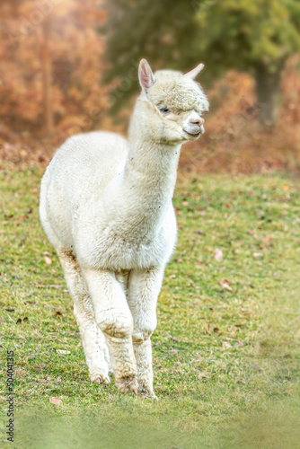 Portrait of a white alpaca in autumn on a pasture outdoors  Vicugna pacos