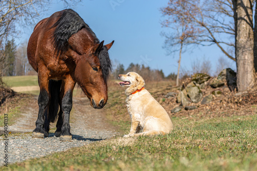 Photography Animal friends: A golden retriever dog and a south german draft horse sniffing at each other in spring outdoors