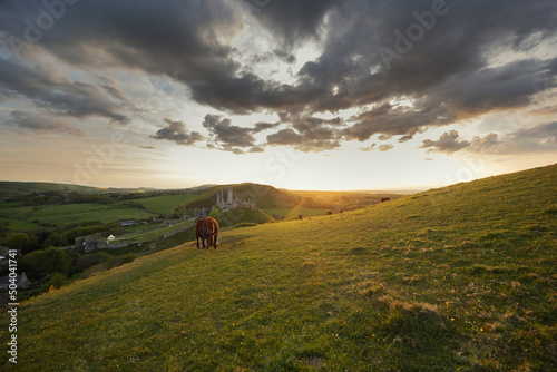 Cow - Corfe Castle - England