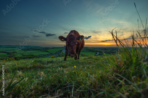 Cow on the background of the setting sun