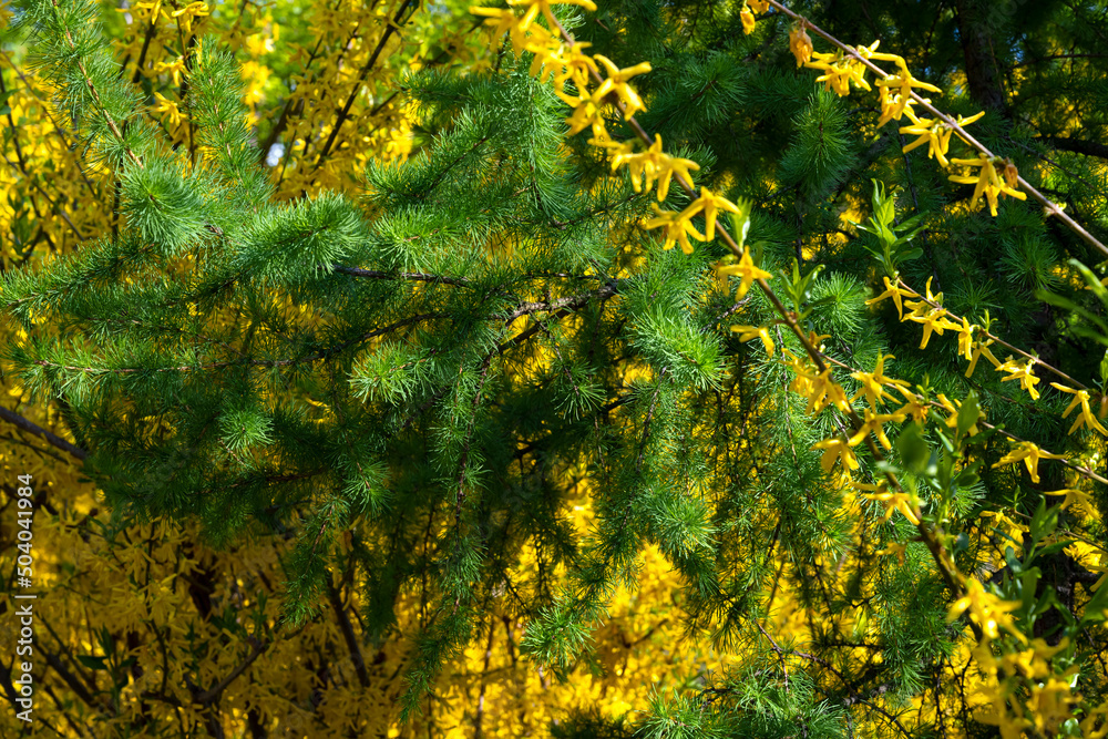Conifer tree. Needles. Needles in the garden. Beautiful garden. The park Conifer tree. Needles. Needles in the garden. Beautiful garden. The park