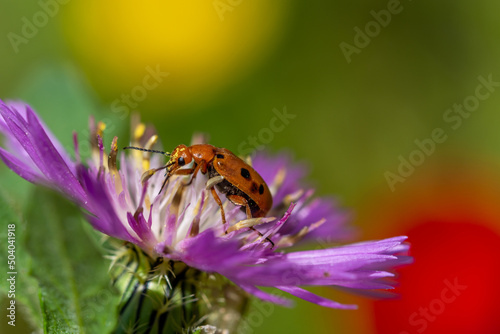 Detail of a beetle eating the stamens of a purple flower in the field
