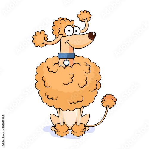 Isolated cute french poodle dog breed cartoon Vector illustration