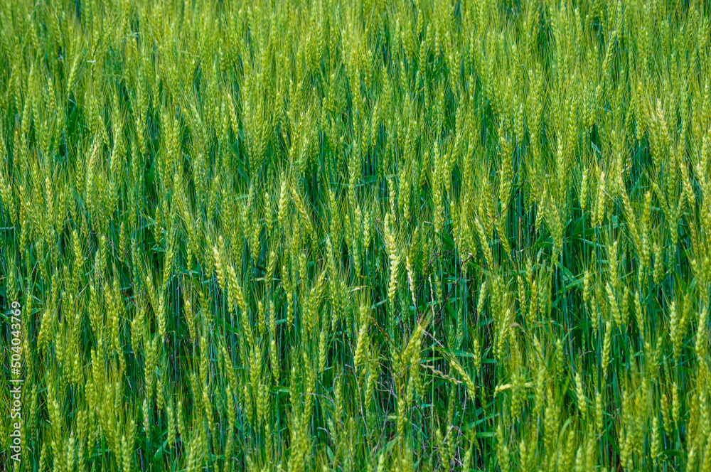 green wheat field green wheat field