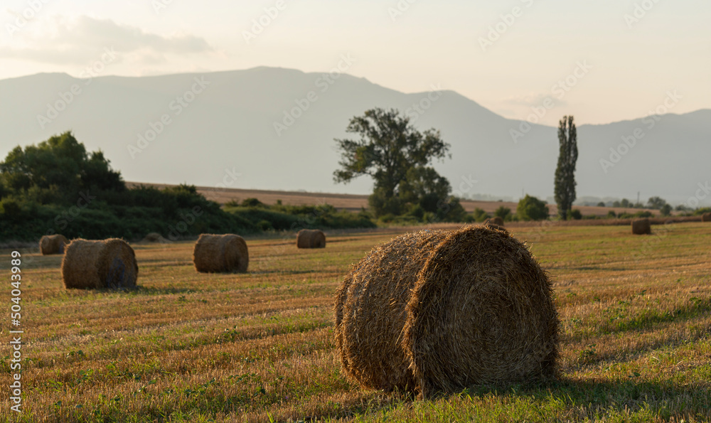 Wheat harvesting. Round bales of straw in the field. Agriculture in mountainous areas.