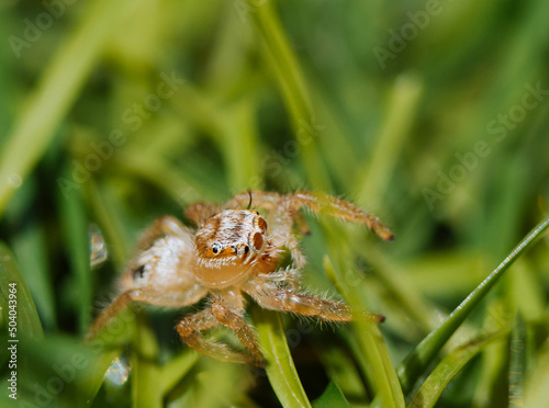 small jumping spider with big eyes in artificial grass close-up