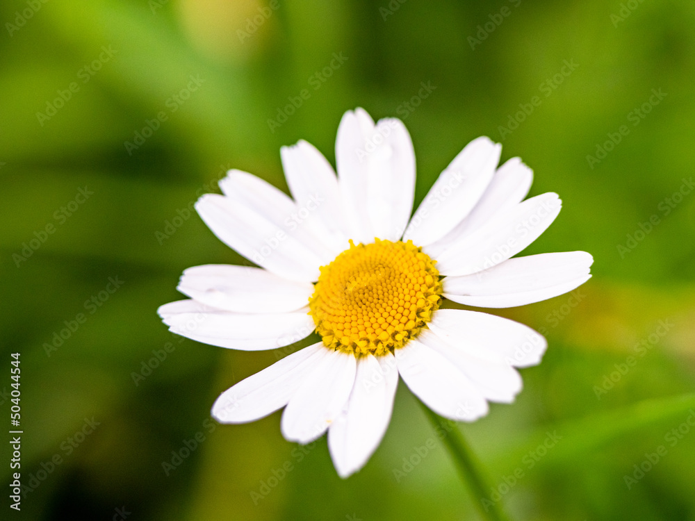 Fototapeta premium Beautiful chamomile flower close-up on a meadow