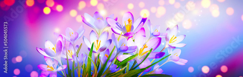 Blooming purple crocus flowers in a soft focus on a sunny spring day © Thaut Images