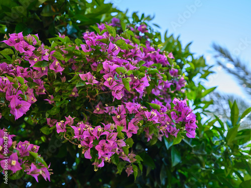 beautiful purple flowers in the garden