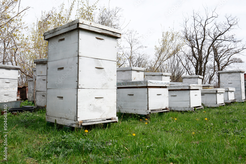 Many white bee hives at apiary outdoors