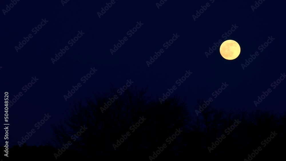 halloween moon background. Moonlight night.moon background. Round yellow moon over black bushes against a dark blue sky. High quality 4k footage halloween moon background. Moonlight night.moon background. Round yellow moon over black bushes against a dark blue sky. High quality 4k footage