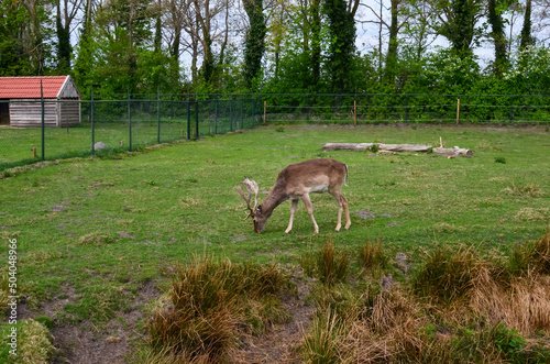 Fototapeta Naklejka Na Ścianę i Meble -  Cute fallow deer grazing on green lawn at farm