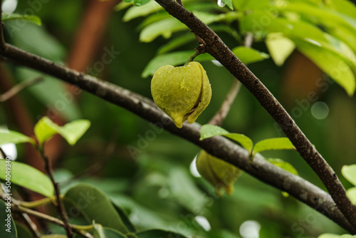 Soursop flower on the tree