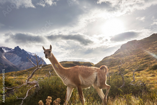 Guanaco