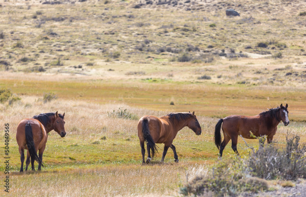 Horse on meadow Horse on meadow