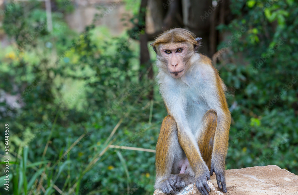 Monkey Monkey
