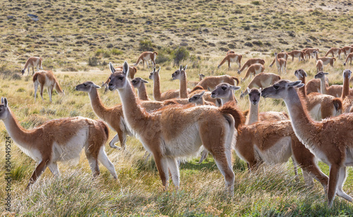 Guanaco