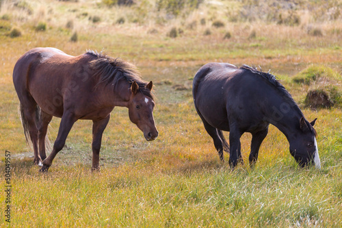 Horse on meadow