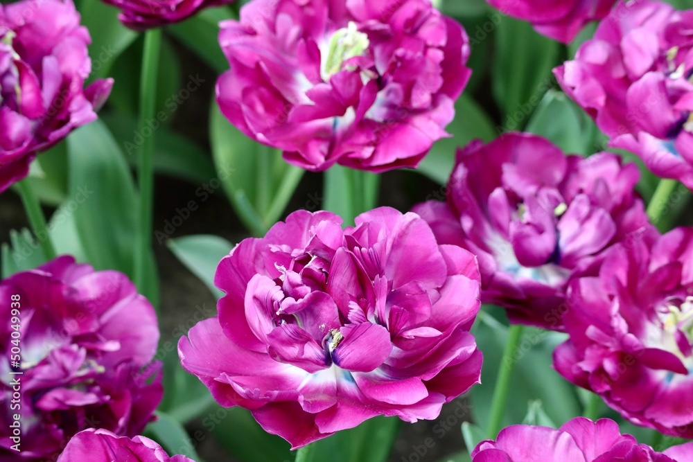 Double magenta pink tulips called 'Saigon Double', close up Double magenta pink tulips called 'Saigon Double', close up