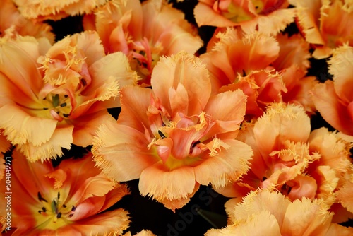 Fringe tulip called  Orange passion   close up