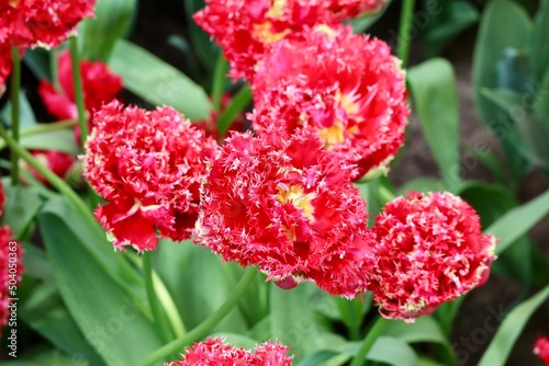 Red fringe tulip called  Quatar   close up