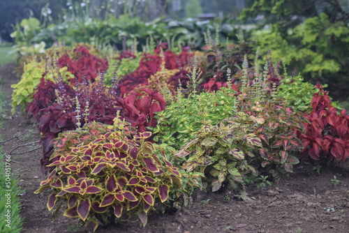 colorful bushes