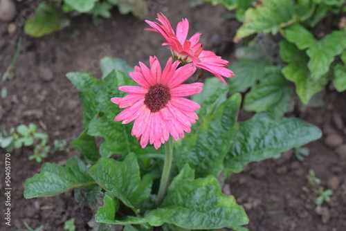 Pink flower